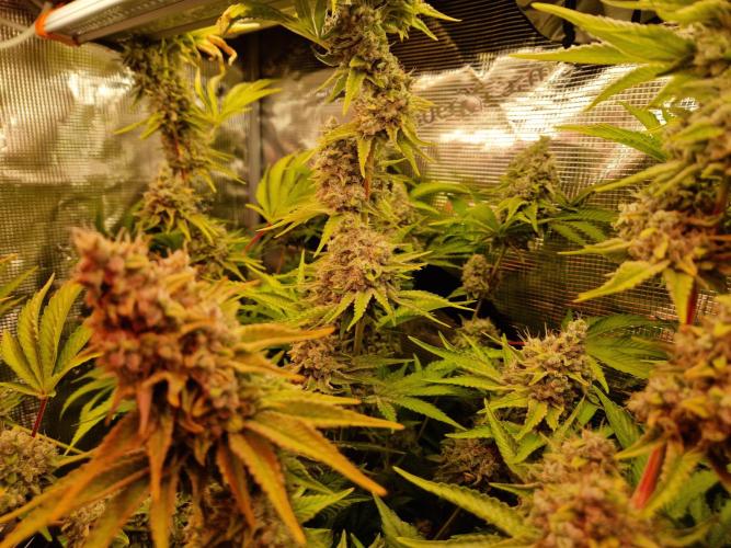 Green Gelato/Gelato Cookies/Isla Mirage. Week 15