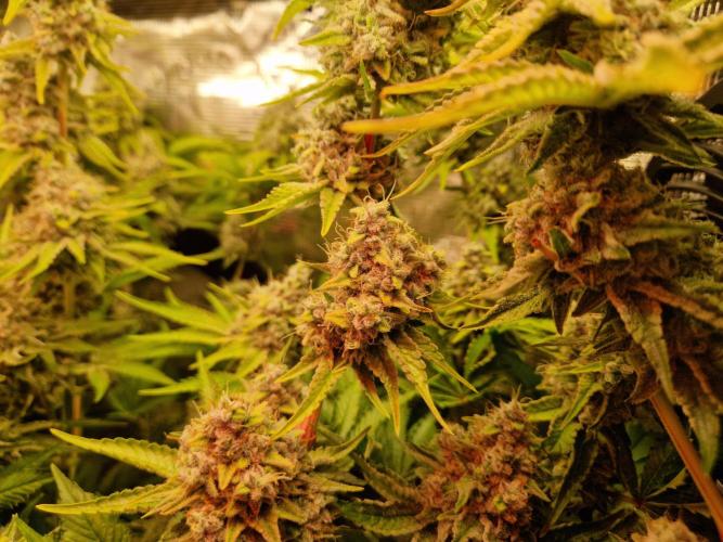 Green Gelato/Gelato Cookies/Isla Mirage. Week 15