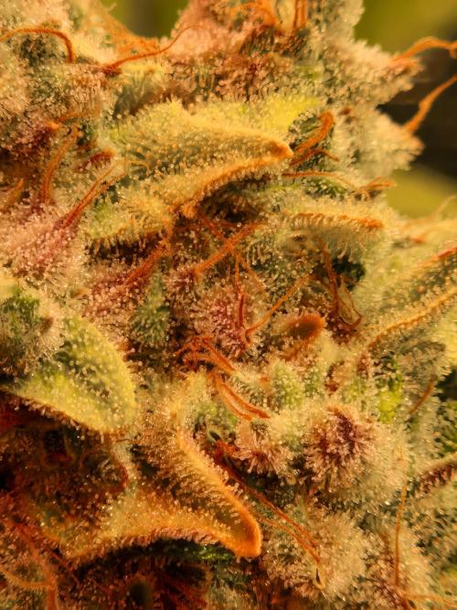 Green Gelato/Gelato Cookies/Isla Mirage. Week 15