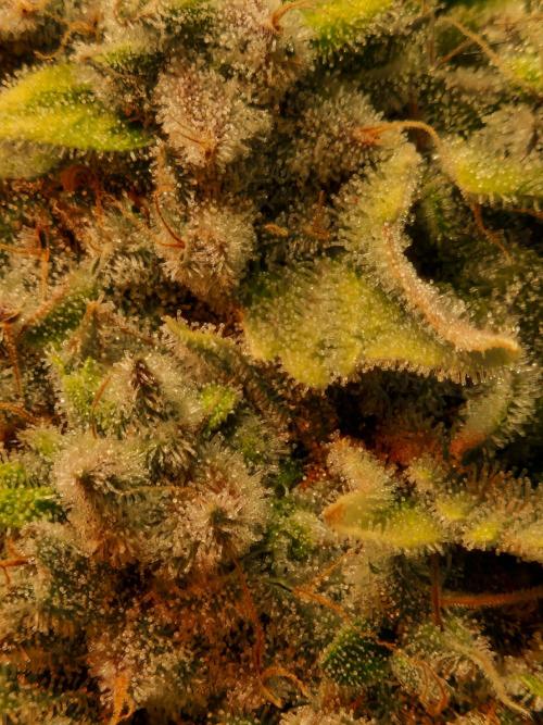 Green Gelato/Gelato Cookies/Isla Mirage. Week 15