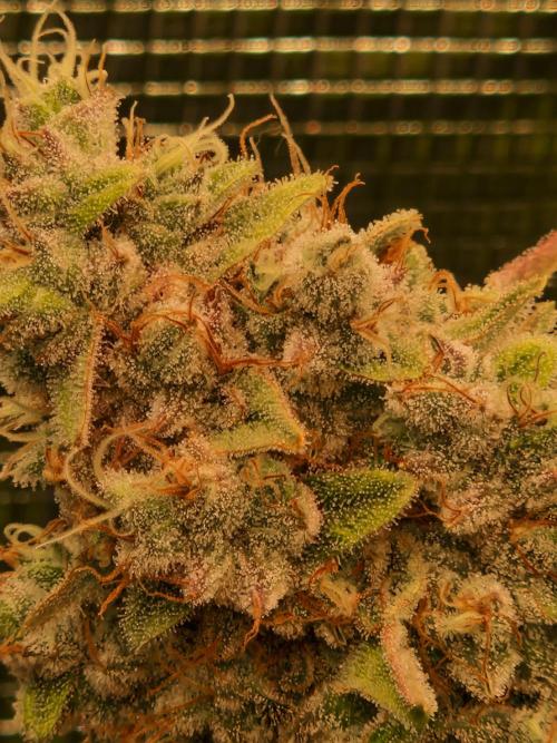 Green Gelato/Gelato Cookies/Isla Mirage. Week 15