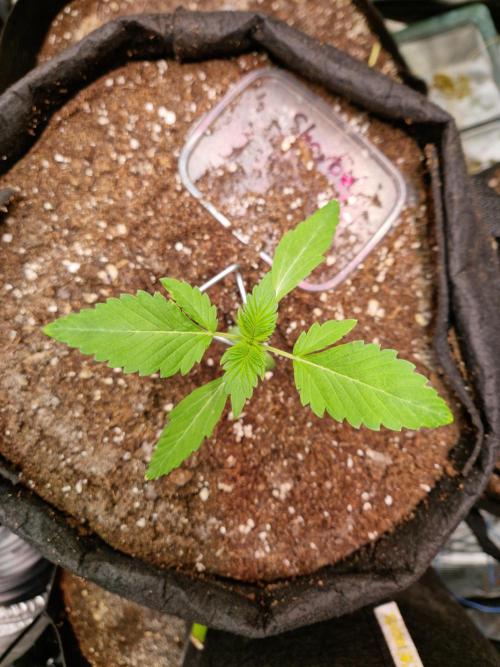 Sherbet Queen Auto. Week 1