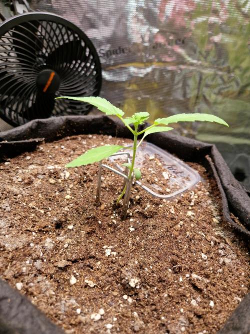Sherbet Queen Auto. Week 1