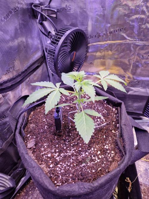 Sherbet Queen Auto. Week 2