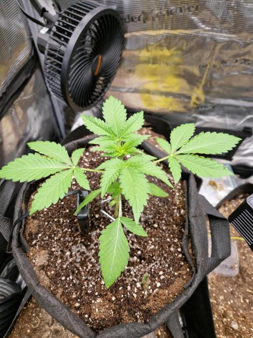 Sherbet Queen Auto. Week 2