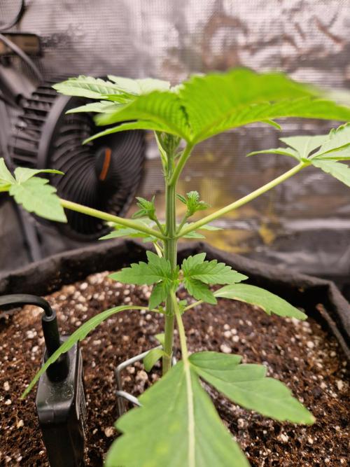 Sherbet Queen Auto. Week 2