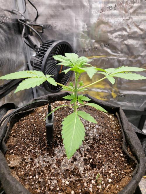 Sherbet Queen Auto. Week 2