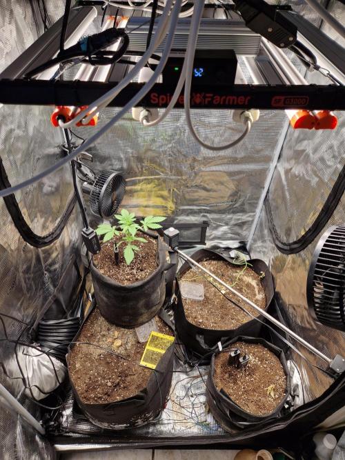 Sherbet Queen Auto. Week 2