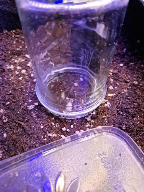 Frostbanger Auto F4. Week 0