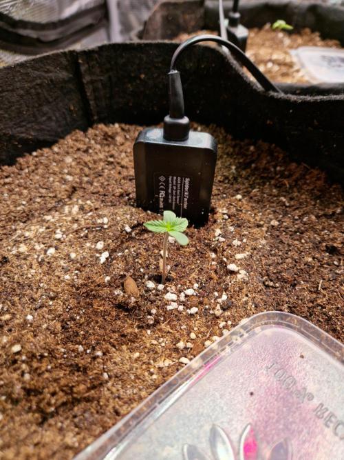 Frostbanger Auto F4. Week 0