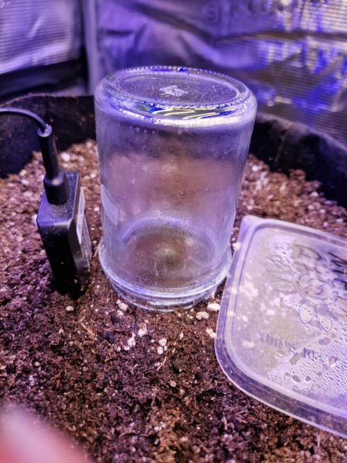 Mix Pack Auto RF3. Week 0