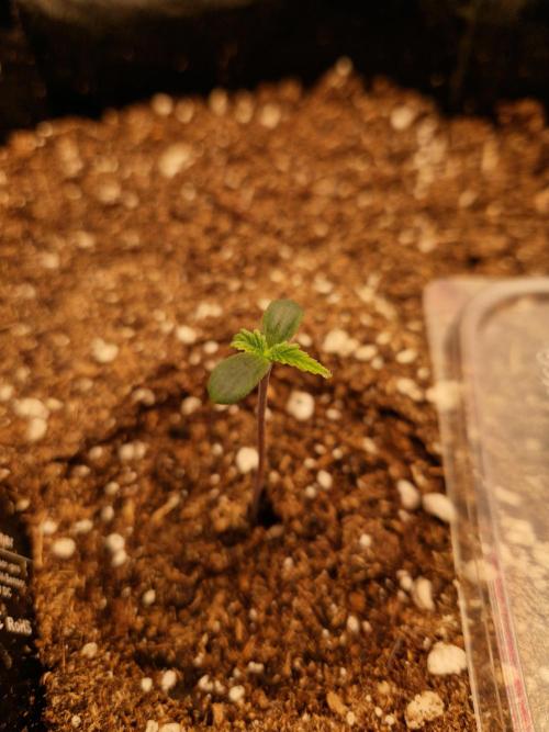 Mix Pack Auto RF3. Week 0