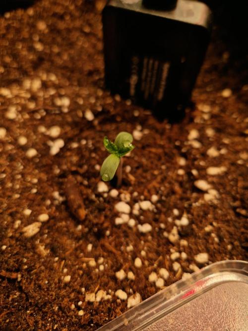 Frostbanger Auto F4. Week 0