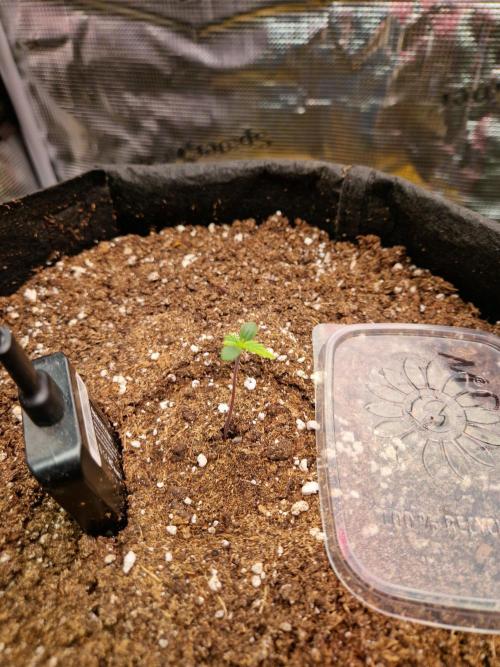 Mix Pack Auto RF3. Week 0