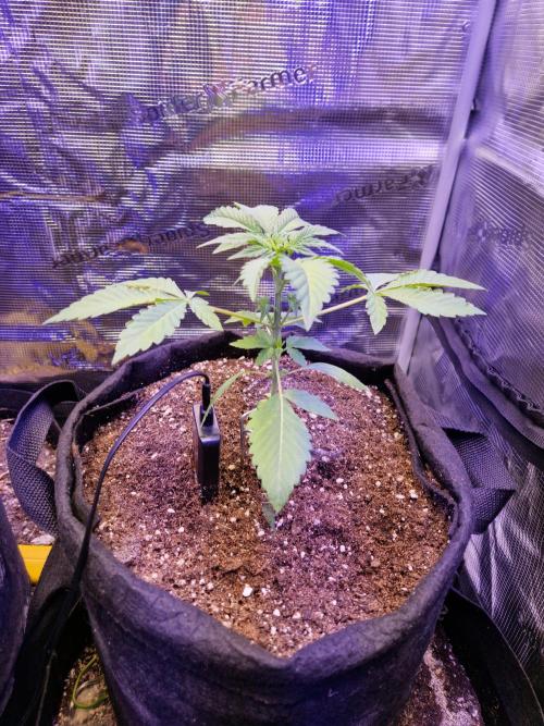 Sherbet Queen Auto. Week 3 - 18.5
