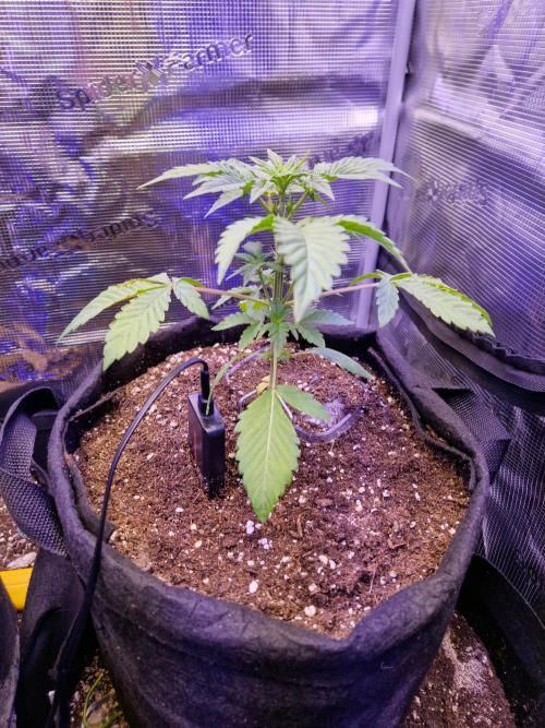 Sherbet Queen Auto. Week 3 - 20.5