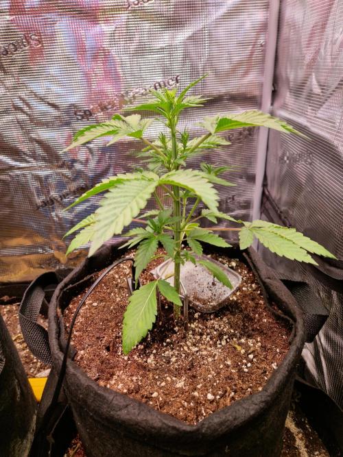 Sherbet Queen Auto. Week 3 - 22.5