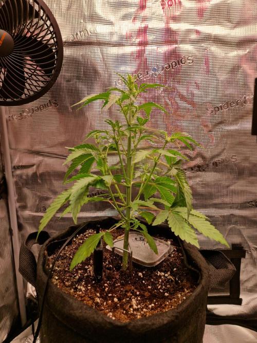Sherbet Queen Auto. Week 3 - 24.5
