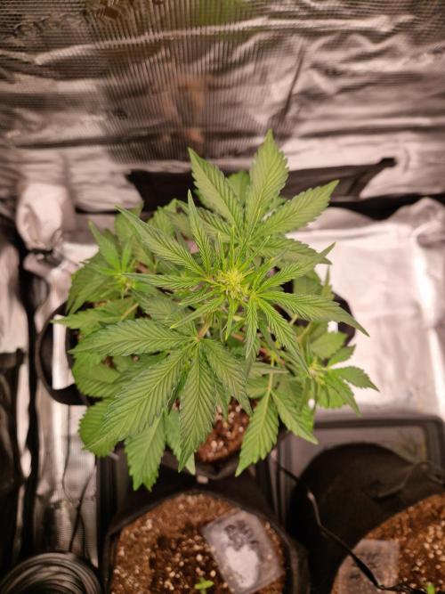 Sherbet Queen Auto. Week 3 - 24.5