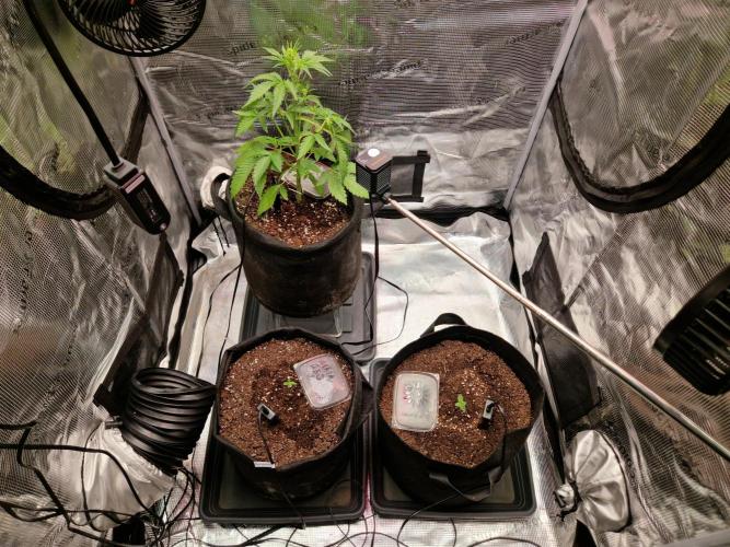 Sherbet Queen Auto. Week 3 - 24.5
