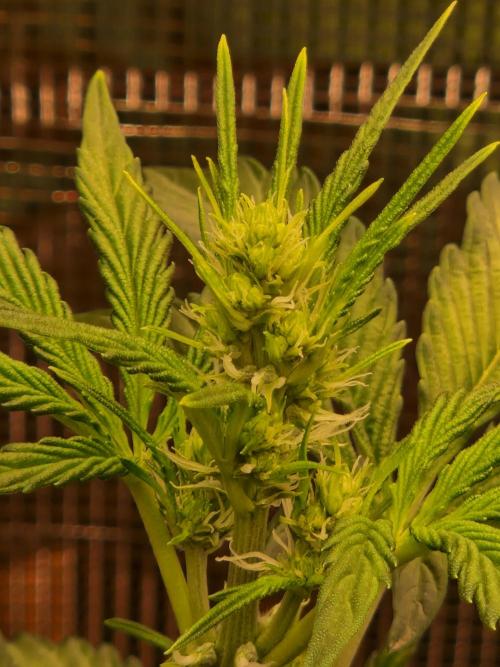 Sherbet Queen Auto. Week 3 - 24.5