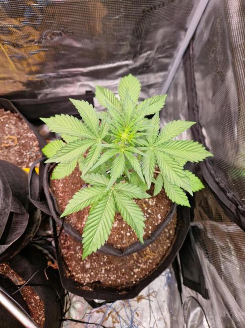 Sherbet Queen Auto. Week 3 - 22.5