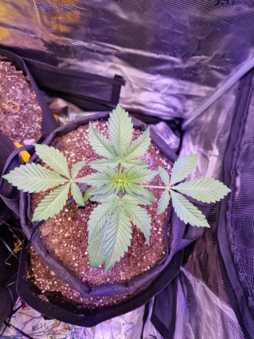 Sherbet Queen Auto. Week 3 - 18.5