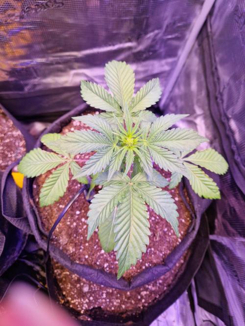 Sherbet Queen Auto. Week 3 - 20.5