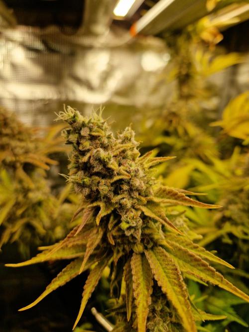 Green Gelato/Gelato Cookies/Isla Mirage. Week 16