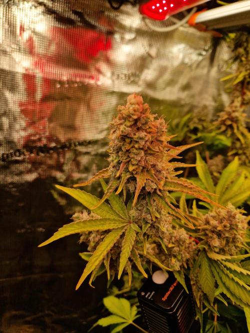 Green Gelato/Gelato Cookies/Isla Mirage. Week 16