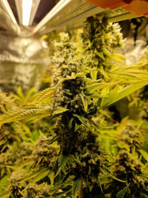 Green Gelato/Gelato Cookies/Isla Mirage. Week 16