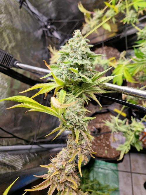 Green Gelato/Gelato Cookies/Isla Mirage. Week 16