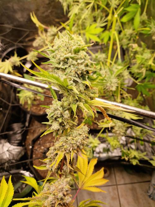 Green Gelato/Gelato Cookies/Isla Mirage. Week 16