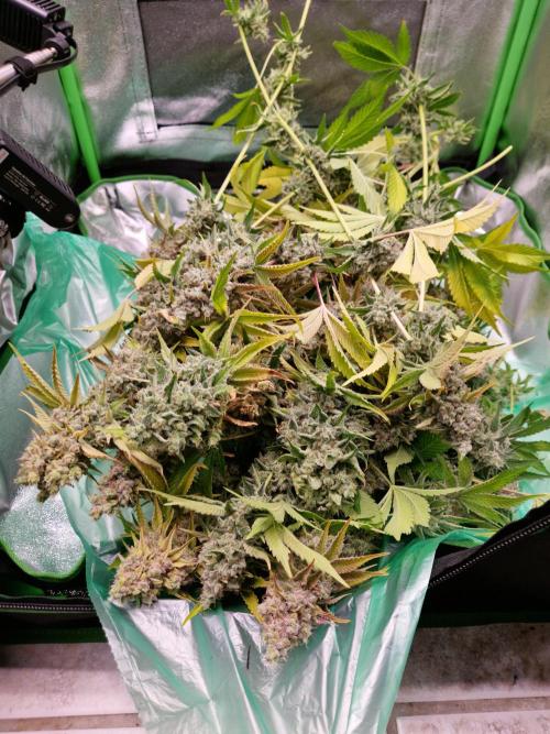Green Gelato/Gelato Cookies/Isla Mirage. Week 16