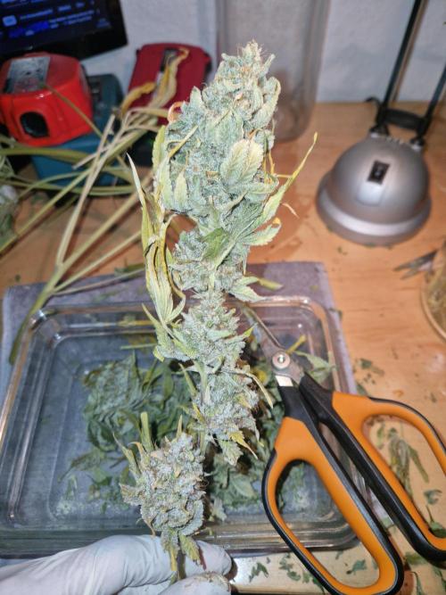 Green Gelato/Gelato Cookies/Isla Mirage. Week 16
