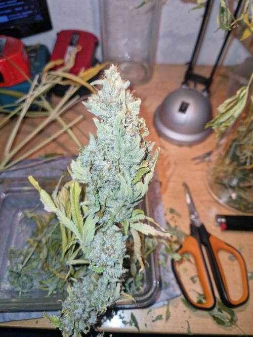 Green Gelato/Gelato Cookies/Isla Mirage. Week 16