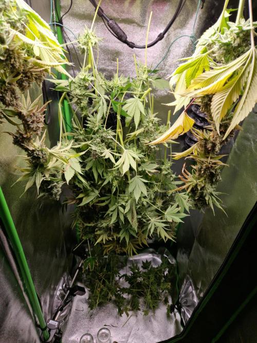 Green Gelato/Gelato Cookies/Isla Mirage. Week 16