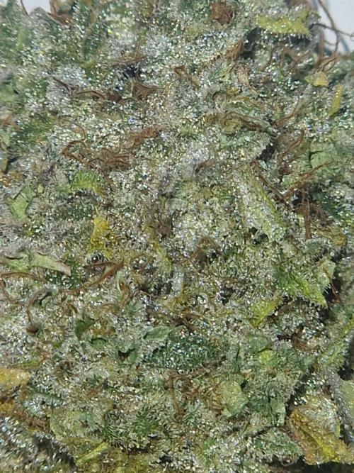 Green Gelato/Gelato Cookies/Isla Mirage. Week 16