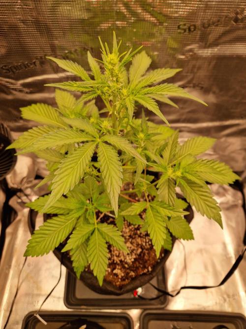 Sherbet Queen Auto. Week 4 - 25.5