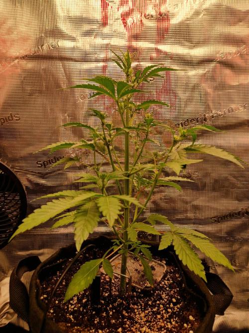 Sherbet Queen Auto. Week 4 - 25.5