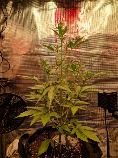 Sherbet Queen Auto. Week 4 - 27.5