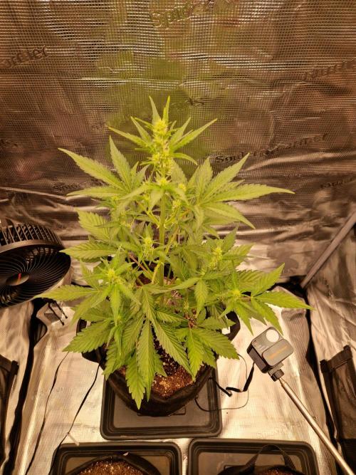 Sherbet Queen Auto. Week 4 - 27.5