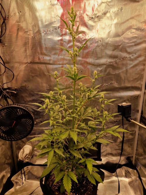 Sherbet Queen Auto. Week 4 - 31.5