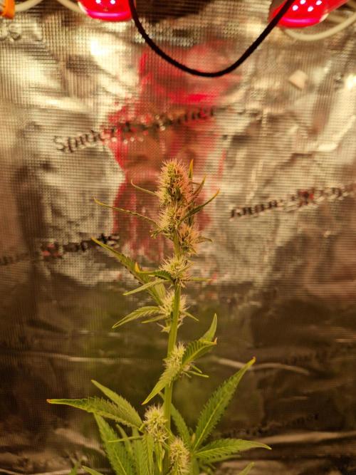 Sherbet Queen Auto. Week 4 - 31.5