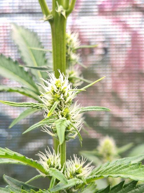 Sherbet Queen Auto. Week 4 - 31.5