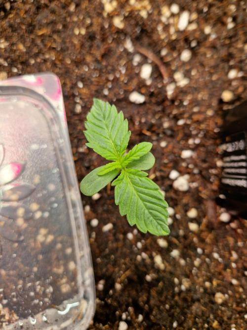 Frostbanger Auto F4. Week 1 - 25.5