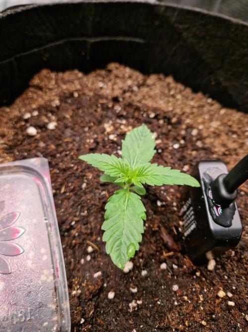 Frostbanger Auto F4. Week 1 - 27.5