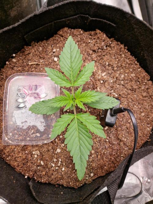 Grow Tent 3x3x6 (90cm x 90cm x 180cm). Week 1