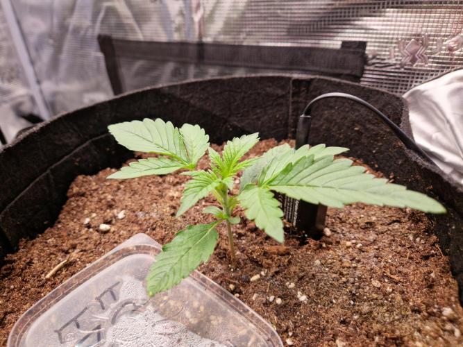 Frostbanger Auto F4. Week 1 - 31.5