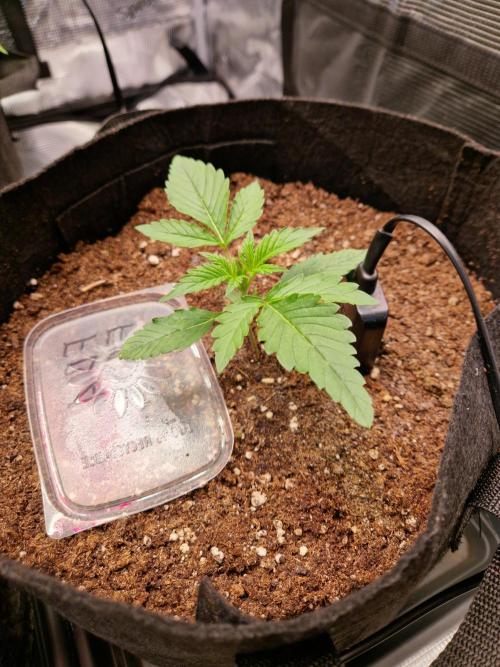 Frostbanger Auto F4. Week 1 - 31.5